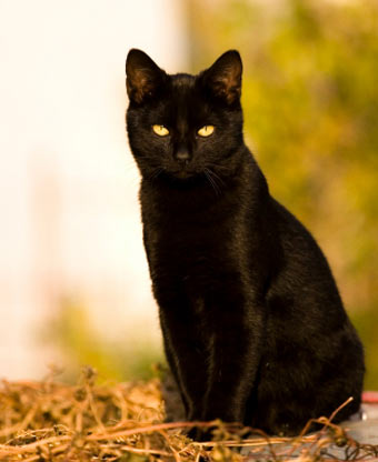 black cat eyes. “cat” person
